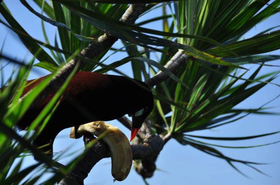 Pássaro se alimenta de banana em terreno de hotel na região da Laguna de Arenal, na Costa Rica